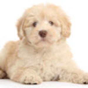 Meet your Posher, Aurora